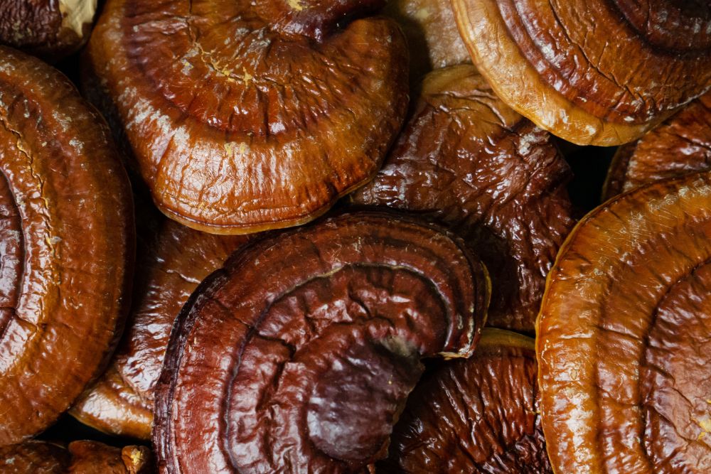Ten grzyb podbija świat zdrowia! Poznaj potencjalne korzyści reishi
